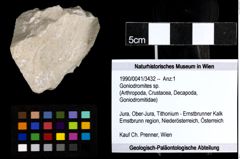 Foto (Objekt + Etiketten) von Goniodromites sp. 
